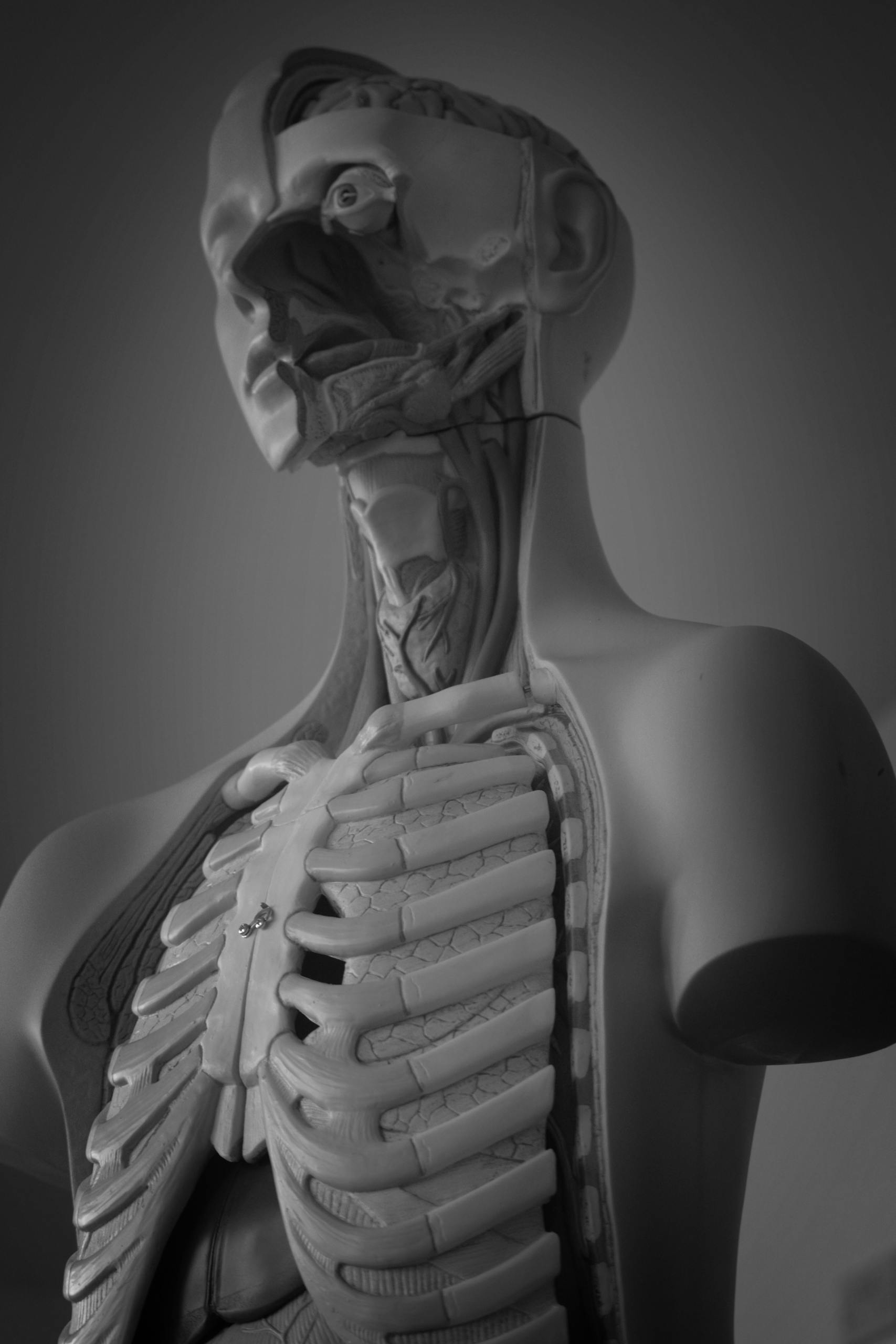 Black and white photo of a human anatomical model, perfect for medical studies.